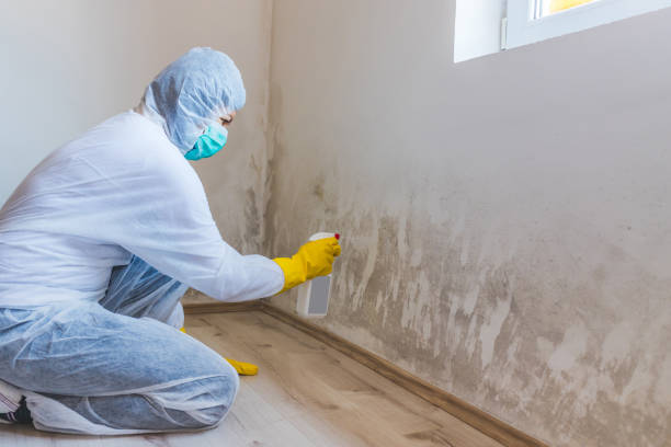 Licensed Black Mold Removal service in Raritan, NJ - WQB Mold Removal