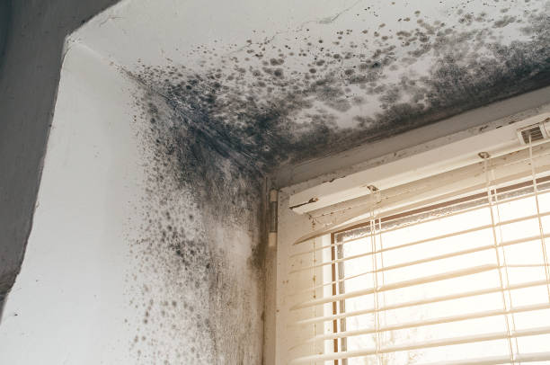Affordable Black Mold Removal solutions in Raritan, NJ